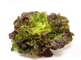 Salade Batavia Rouge BIO France - la pièce Pronadis vrac-zero-dechet-ecolo-saint-andre-cubza