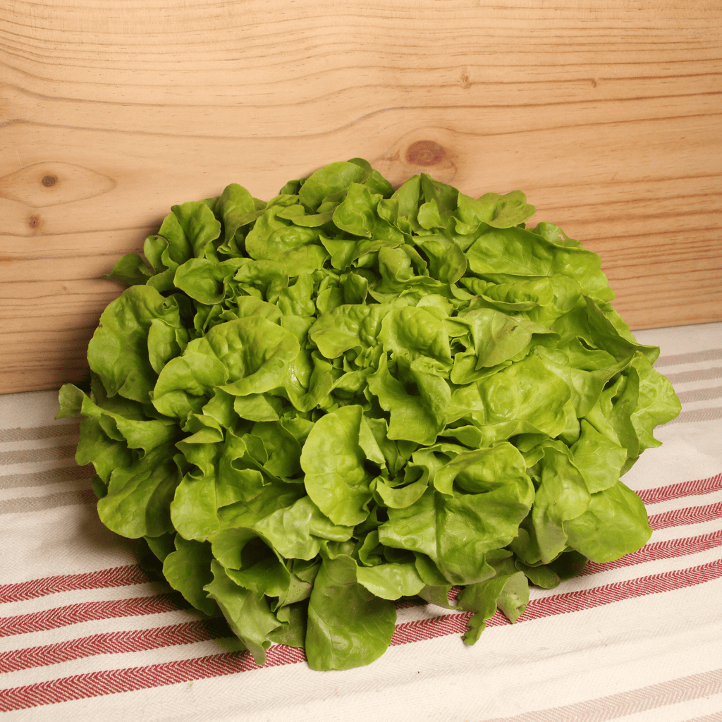 Salade feuille de chêne France - la pièce Pronadis vrac-zero-dechet-ecolo-saint-andre-cubza